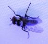 Anthomyia quinquemaculata
